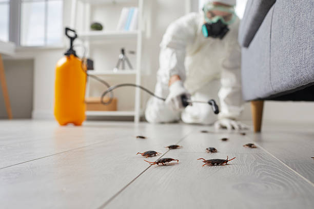 Post-Treatment Bed Bug Interceptor Monitoring in Boulder